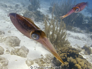 reef squid  dancing by Christopher Lynch 
